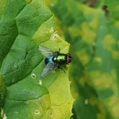 Illustrious Greenbottle Fly thumbnail 4