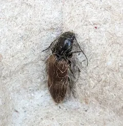 Hemicrepidius pallidipennis thumbnail 2
