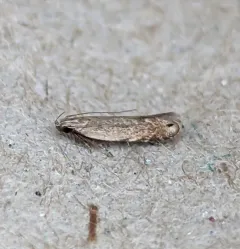 Music-loving Moth thumbnail 2