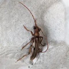 Ortholeptura valida thumbnail 1