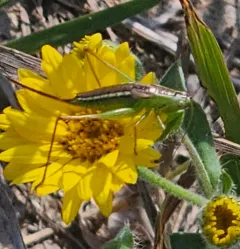 Prairie Meadow Katydid thumbnail 3