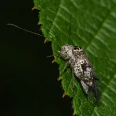 Speckled Barklouse thumbnail 2