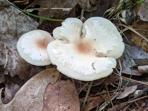 Clitocybe regularis