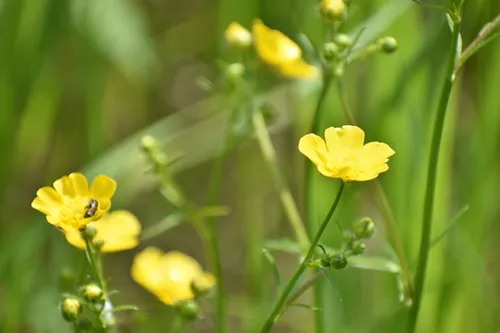 Multi-flowered Buttercup