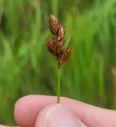 Prairie Straw Sedge thumbnail 4