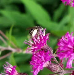 Denticulate Longhorn Bee thumbnail 3