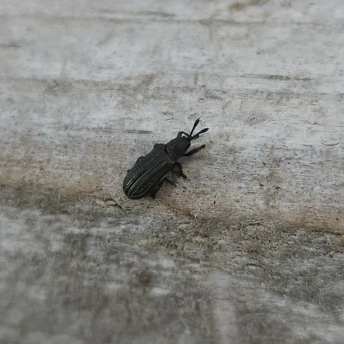 Anisostena nigrita