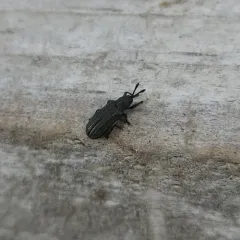 Anisostena nigrita thumbnail 1