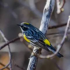 Yellow-rumped Warbler thumbnail 4
