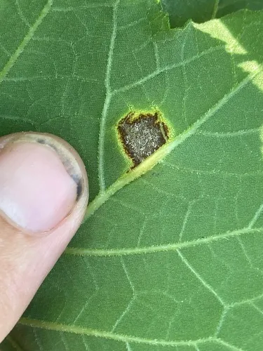Puccinia xanthii