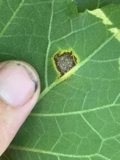 Puccinia xanthii thumbnail 1