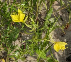 Fourpoint Evening Primrose thumbnail 2