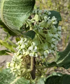 sand milkweed thumbnail 2