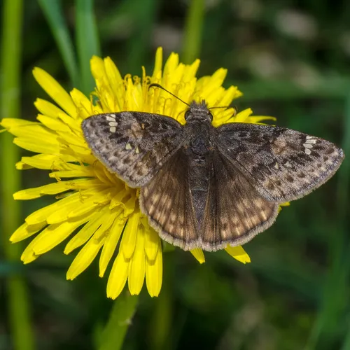 Juvenal's Duskywing