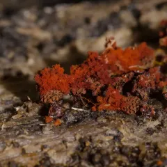Wasp's Nest Slime Mold thumbnail 1