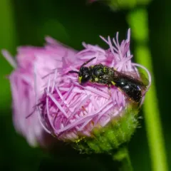 Modest Masked Bee thumbnail 4