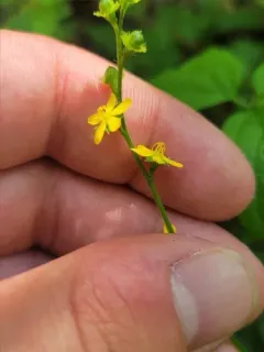 Beaked Agrimony thumbnail 4