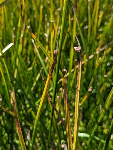 American three-square bulrush