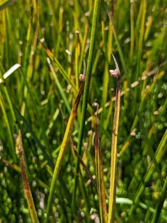 American three-square bulrush thumbnail 1