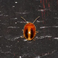 Black-spotted Marsh Beetle thumbnail 4