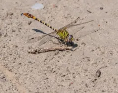 Eastern Ringtail thumbnail 3