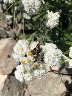 Schinia vacciniae thumbnail 4