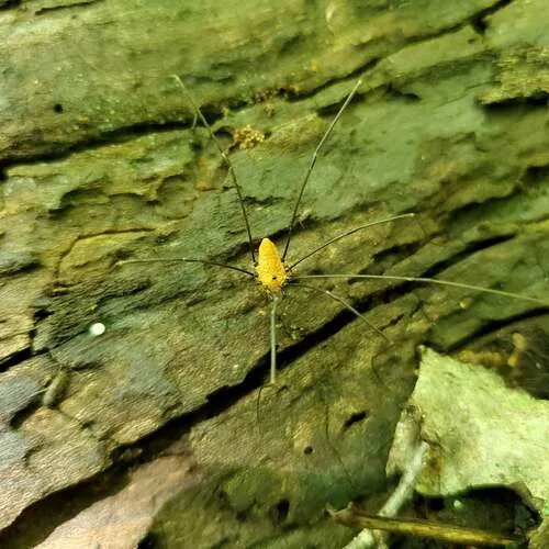 Leiobunum nigropalpi