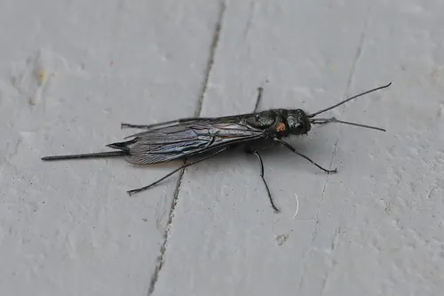 Areolate Woodwasp