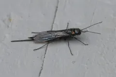 Areolate Woodwasp thumbnail 1