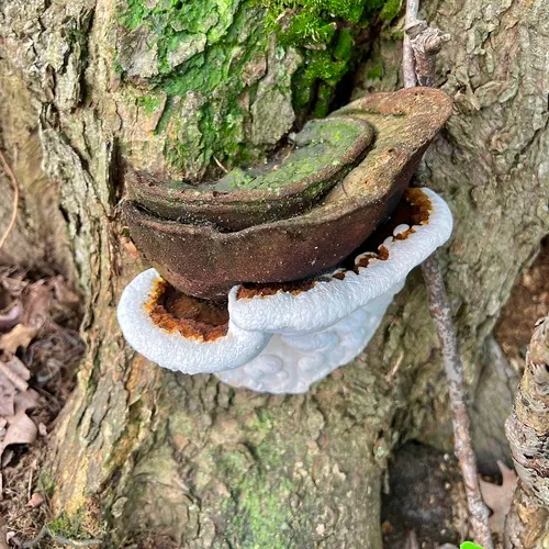 Ganoderma lobatum