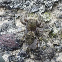 Intertidal Jumping Spider thumbnail 3