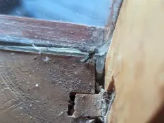 Dolichopus crenatus thumbnail 3