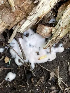 Peat Mould thumbnail 3