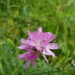 Oregon Checker-mallow thumbnail 2