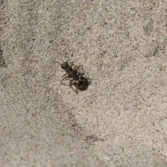 Big Sand Tiger Beetle thumbnail 3