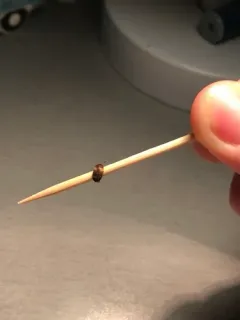 Mycetophagus quadripustulatus thumbnail 1