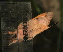 Honey Locust Moth thumbnail 4