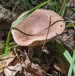 Oakbug Milkcap thumbnail 3