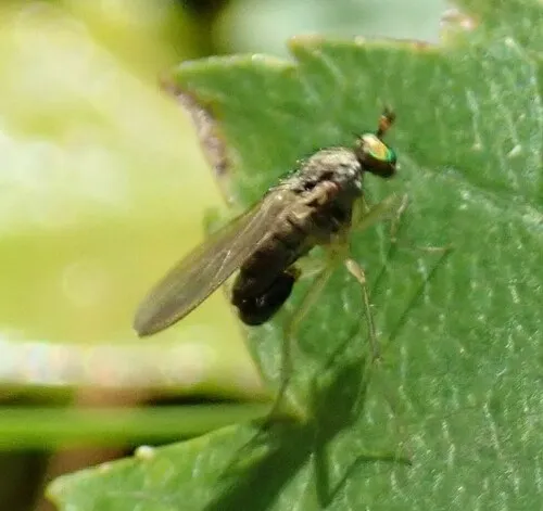 Gymnopternus opacus