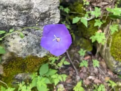 tussock bellflower thumbnail 4