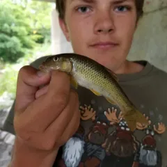 River Chub thumbnail 2
