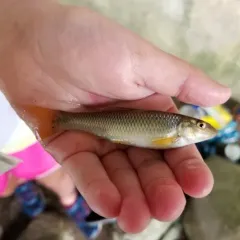 River Chub thumbnail 3