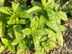 Sweet basil thumbnail 3