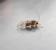 Metylophorus purus thumbnail 4
