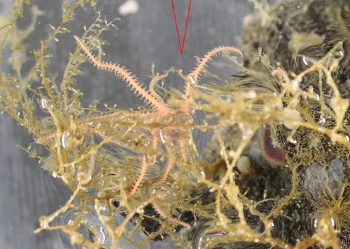 Ophiacantha trachybactra