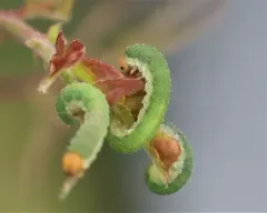 Allantus viennensis thumbnail 3