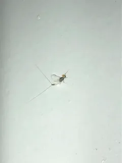 Small Eastern Blue-winged Olive thumbnail 3