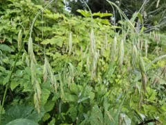 Pacific Brome thumbnail 3