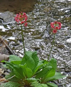 Japanese Primrose thumbnail 3