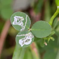 Liriomyza fricki thumbnail 1